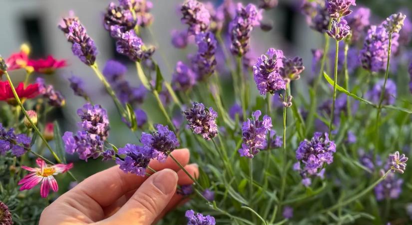 Nincs kerted? Így nevelj levendulát cserépben a lakásban