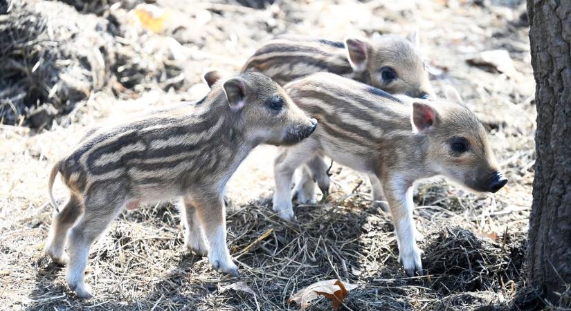 Ezek az apróságok a szolnoki vadaspark új sztárjai, emlékezetes napon jöttek világra – galériával, videóval