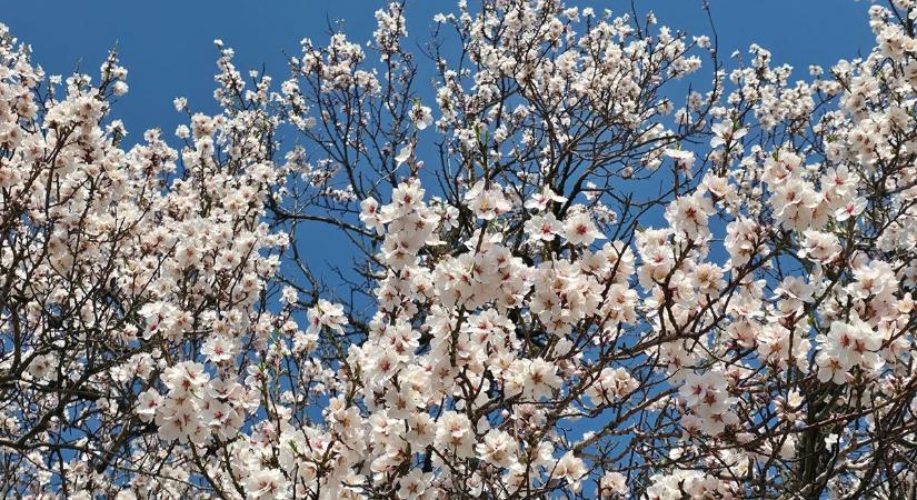 Rózsaszínbe borult a táj: elindult a mandulavirágzás a Balatonnál (videó)