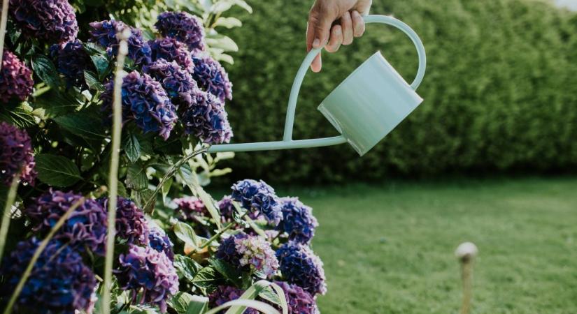 Ez az oka annak, hogy sok kertben a hortenzia egészségesnek tűnik, mégsem virágzik