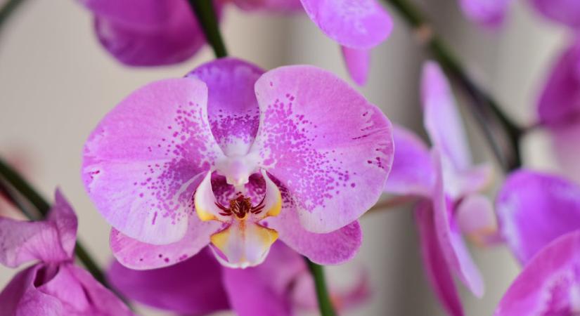 Sárgul az orchidea levele? Mutatjuk, miért nem kell aggódnia