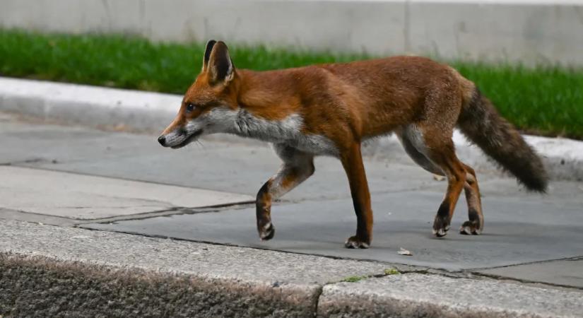 Felszökött egy róka egy Southamptonból induló teherhajóra, New Yorkban kötött ki