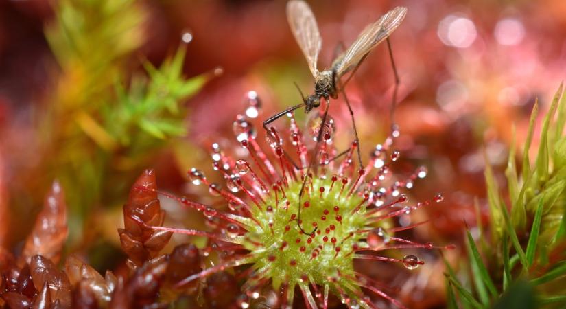 Bizarr jelenség: Húsevő növények árasztották el a magyar falut – jégkorszakiak