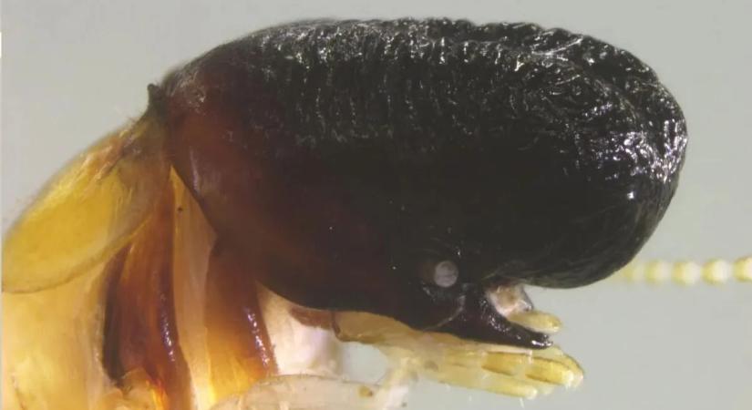 A Marsról jött? Furcsa, ismeretlen élőlényt találtak az erdőben - fotó