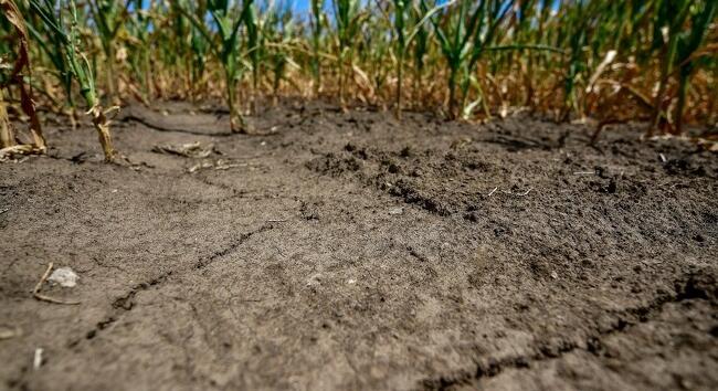 Kezd kiszáradni a talaj és ez nem jó a növényeknek