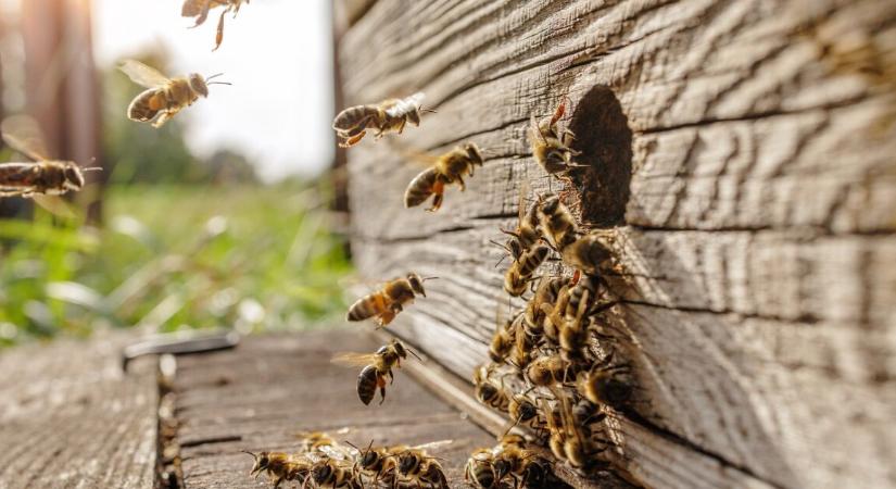 Zárlatot rendeltek el Békéscsaba és Békés egy részén – ez az oka