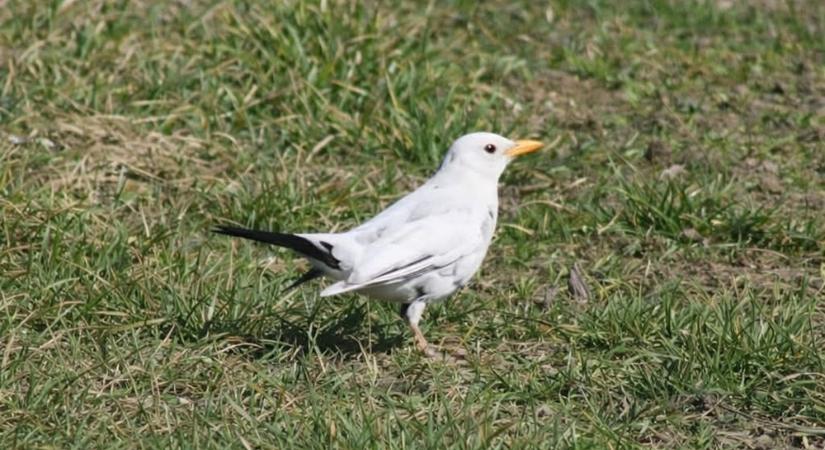 Leucisztikus feketerigót fotóztak Szombathelyen