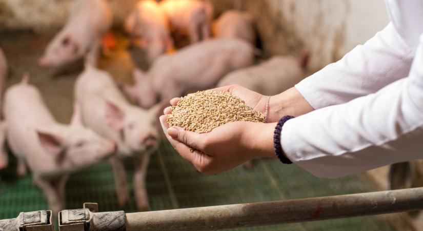 A drasztikus mélyrepülés után végre eljöhet a fordulat sok termelőnél