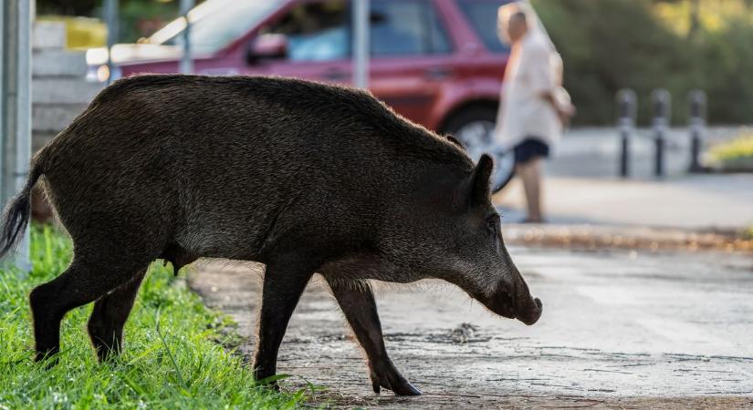 Vaddisznók jelentek meg a városban, lakott övezeten belül