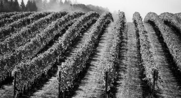 Szőlőpusztító kór terjed: zárlat Zalában