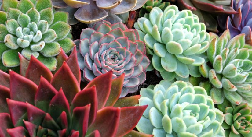 Hasznosak és gyönyörűek: 7 talajtakaró növény, amely távol tartja a gyomokat