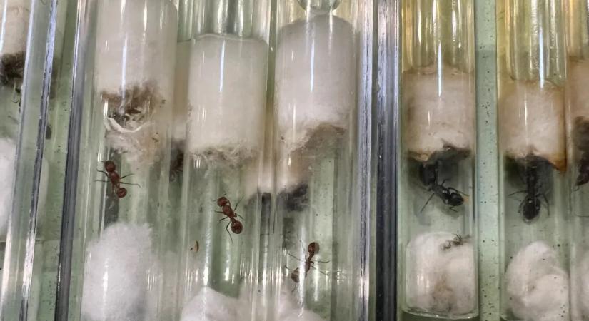 Lekapcsolták egy kínai állampolgárt, miután több ezer hangyát próbált kicsempészni Kenyából