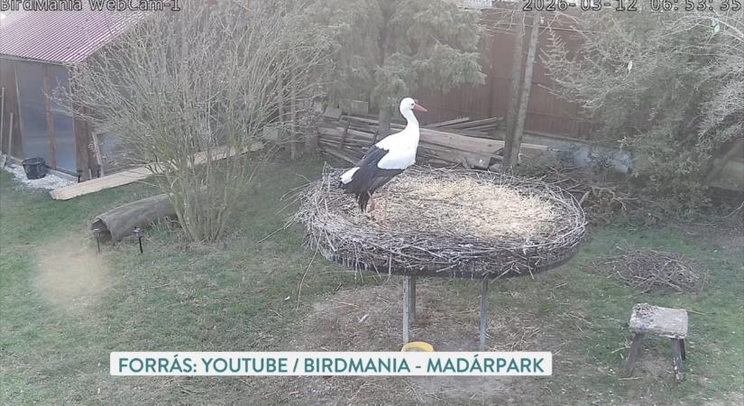 Erre a szerelemre vártak sokan: Szofi visszatért Macushoz, a gólyához!