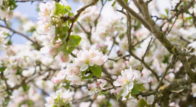 Mágnesként vonzza a pénzt a Feng Shui szerint, ha szilvavirág nyílik a kertben