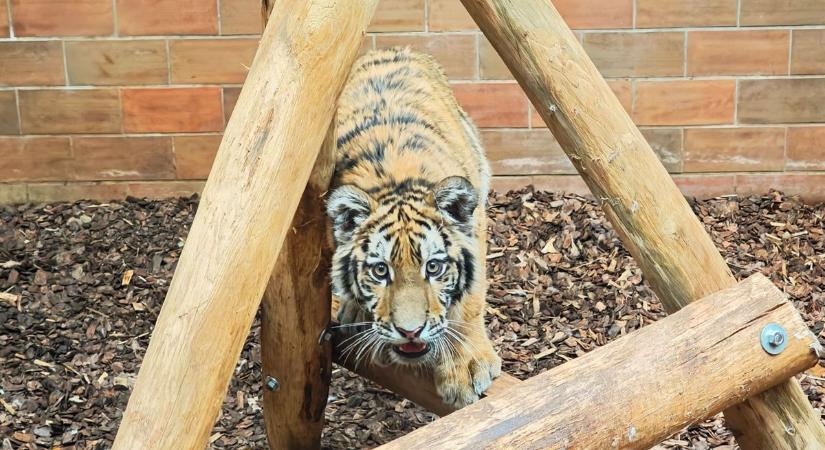 Pablo, a kistigris költözik, már csak pár napig látható jelenlegi lakhelyén