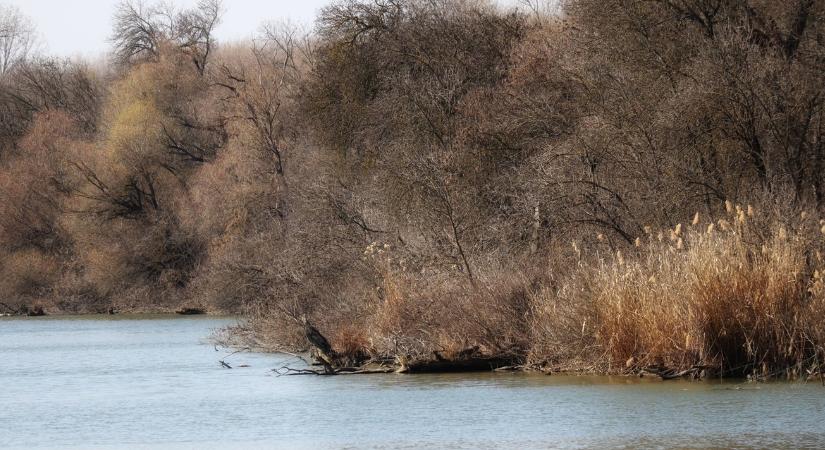 Elképesztő videón, ahogy az iszapba ragadt marhát mentik VIDEÓ