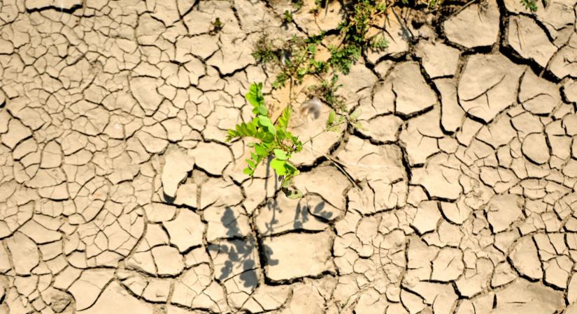 Szárad a talaj, nagyon kéne már a csapadék