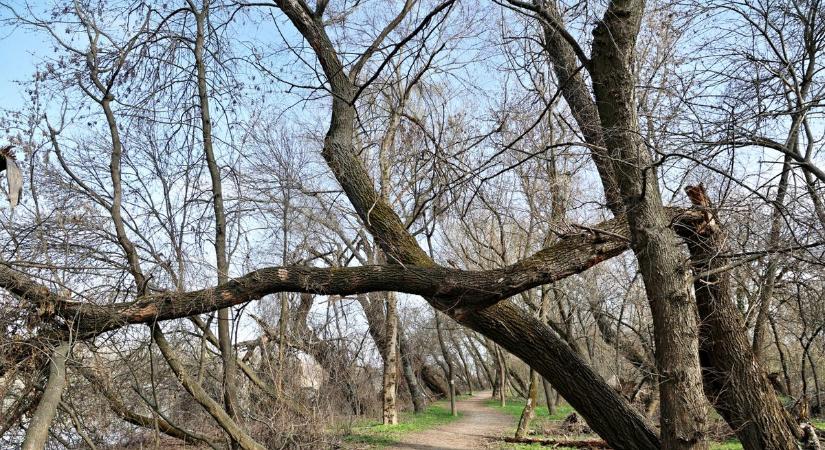 Újra vandálok jártak a Gergő ligetben