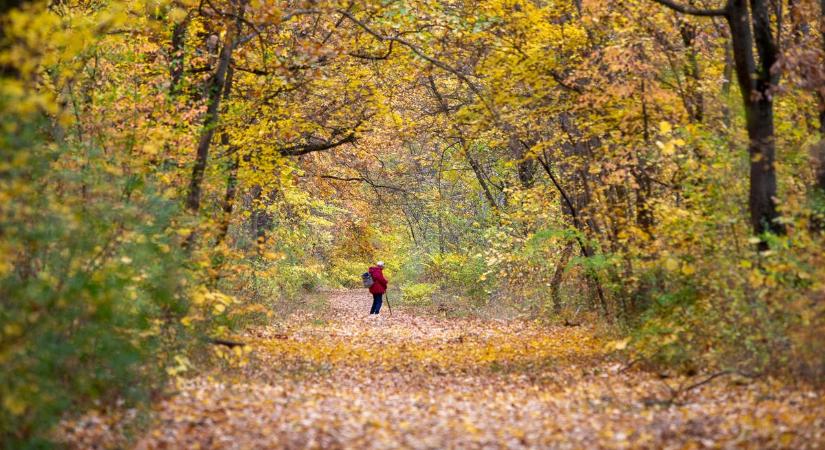 Aranyat rejt a szabolcsi erdő, de milliókat fizethet érte, ha kiviszi