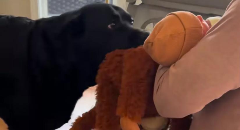 Először találkozik a babával a labrador: a reakciója telibe találja szülők szívét
