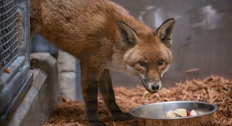 Rókát találtak egy óceánjáró teherhajón