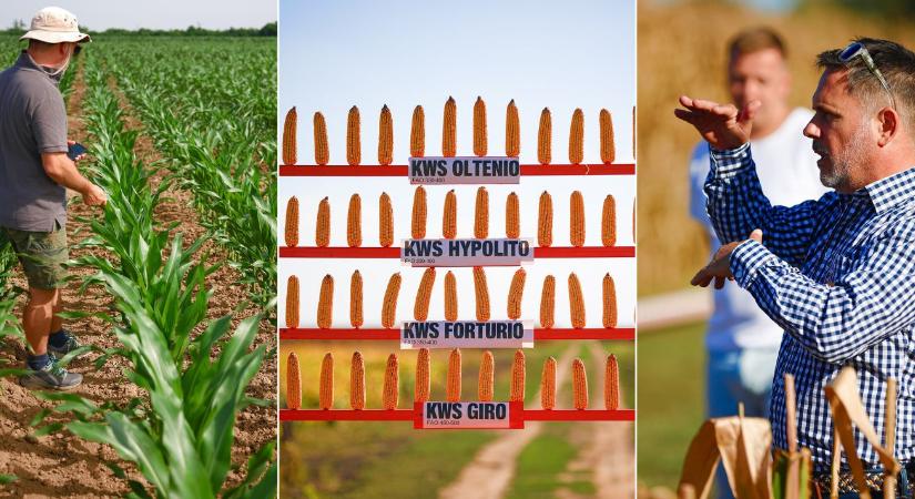 Így tervezze meg a kukorica tőszámát