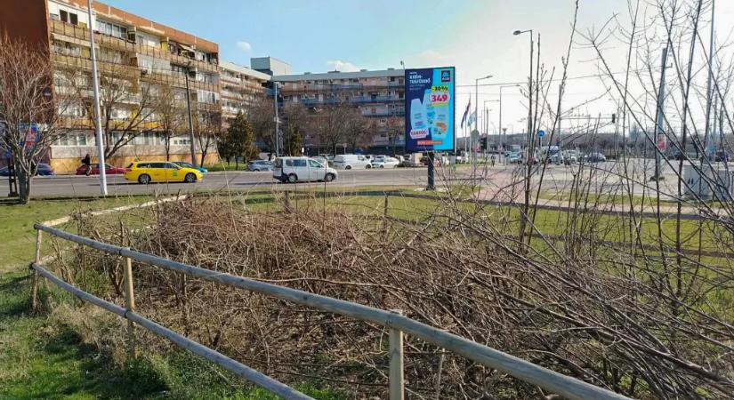 Kétszer megrongálták, harmadszorra lekaszabolták a Miyawaki-erdőt a Soroksári úton