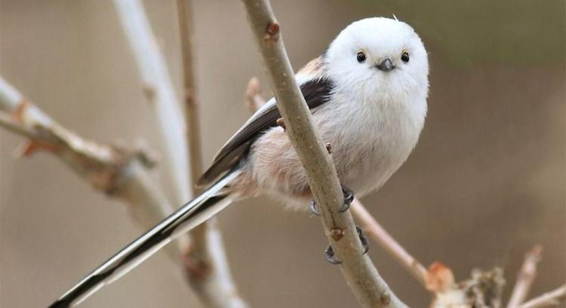Videón az erdők egyik legcukibb építésze: így készíti különleges fészkét az őszapó
