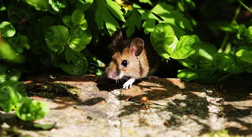 Felejtsd el a drága vegyszereket: ez a trükk ingyen irtja ki a rágcsálókat