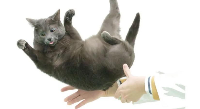 Megfejtették, miért esnek mindig talpra a macskák