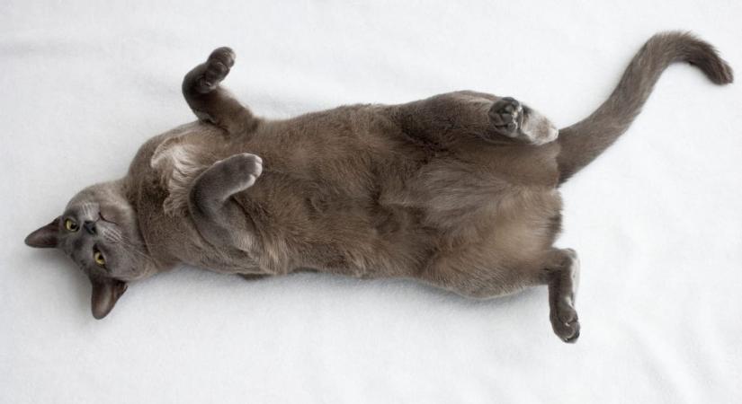 Megfejtették, miért esnek a macskák mindig a talpukra