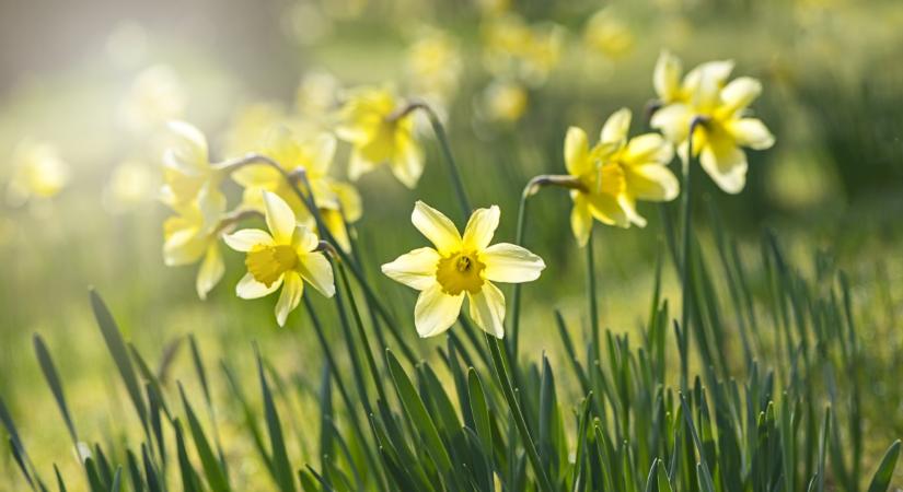 20 fok is lehet hétvégén, marad a napos, tavaszias idő