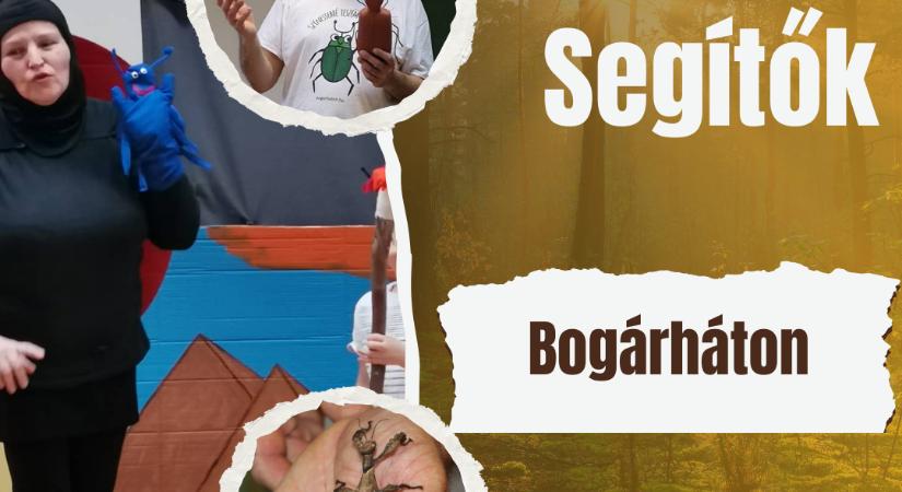 Apró lények, nagy felismerések – mit adhat a „bogaras” szemlélet a tanuláshoz?