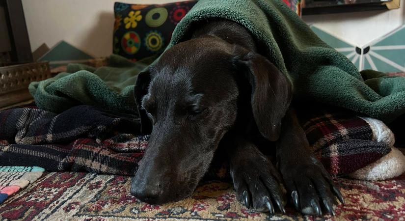 Gazdái autóbalesete után rohant világgá Pipa, 12 nap után találtak rá a váci Kompkötő-szigeten a kutyát