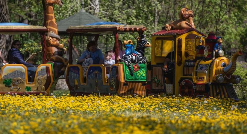 Cukiságfaktor kimaxolva: ismerd meg a debreceni állatkert legújabb lakóját - fotóval!