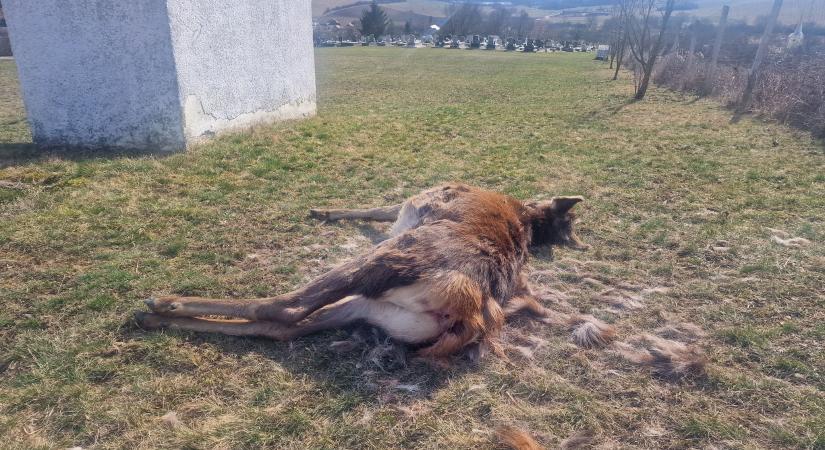 Farkasok elől menekülő szarvasok okoztak kárt Martonyiban