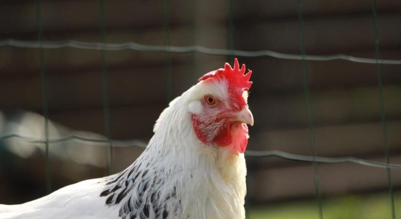Madárinfluenza miatti megfigyelési körzetet oldott fel a Nébih az Alföldön