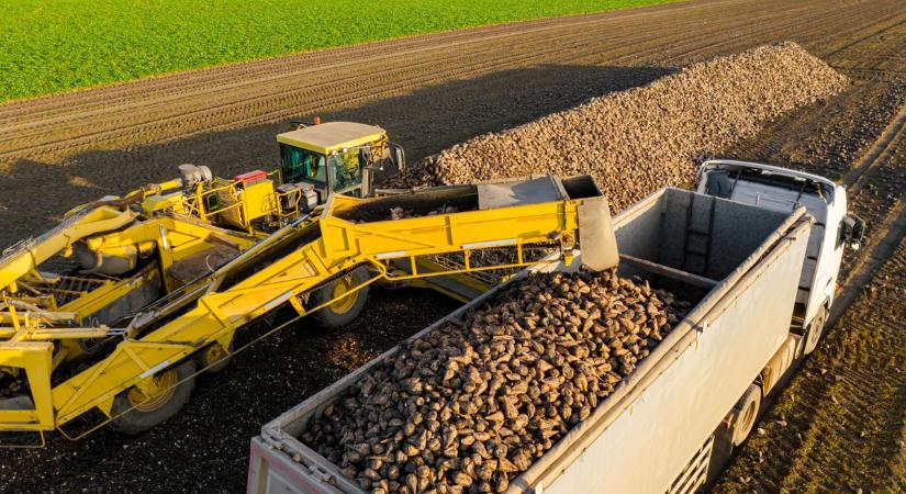 Olcsó ukrán cékla önti el a piacokat, de a somogyi termelők nem estek kétségbe