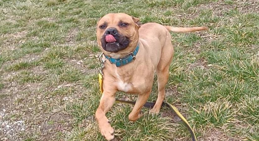 Borzalmas körülmények között élt, nyakába vágott a lánc, most gazdit keres a sokat szenvedett kutyus - fotók