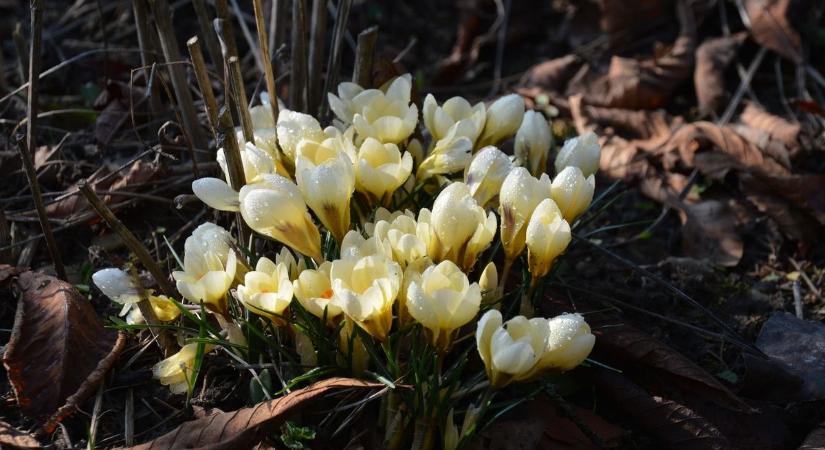 Erre a változásra várt az ország a romantikus bakonyi kisvárosban – itt a dátum (galéria)