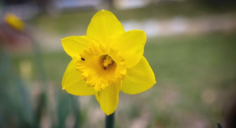 Napsütéses meglepetést tartogat a péntek
