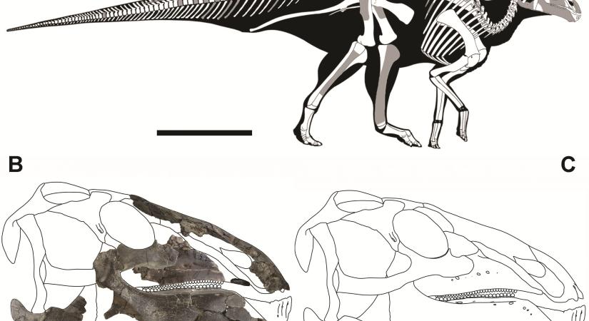 Új dinoszauruszfajt fedeztek fel magyar kutatók Erdélyben