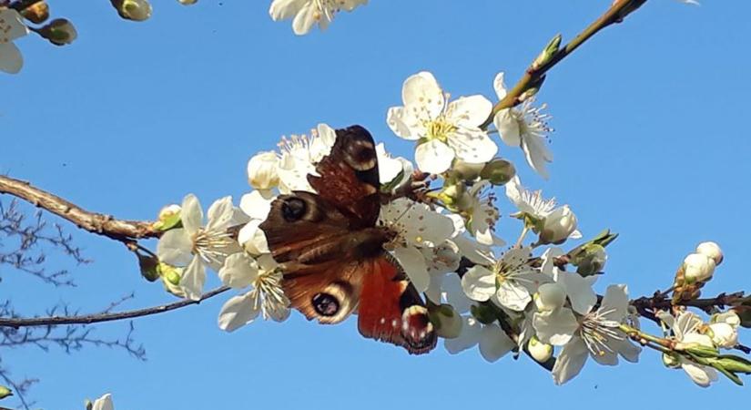 Tavaszi idő: pénteken akár 20 fok is lehet