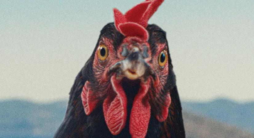Szárnyal vagy csak kapirgál? Ezúttal a Tyúk című film került terítékre — Kritika