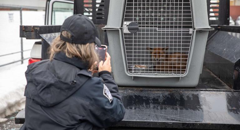 Titokban surrant fel a teherhajóra a világutazó róka: Angliából indult, Bronxban kötött ki