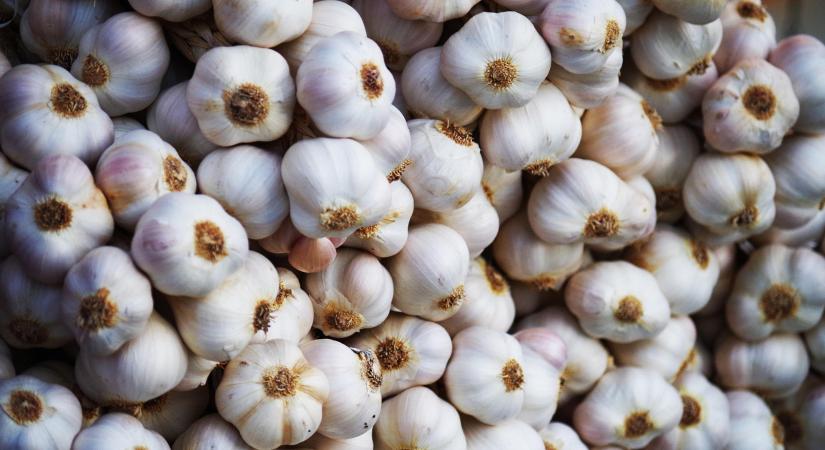 Egyre jelentősebb piacvesztést okoz a kínai fokhagyma