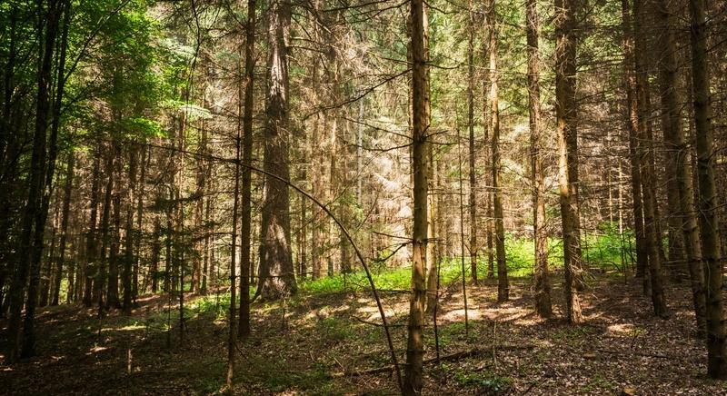 Újabb erdőtelepítések kezdődtek Somogyban