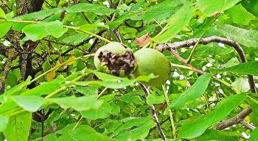 Megúszhatja az idei diótermés? Úgy tűnik, mégiscsak van természetes ellensége a roppant kártékony dióburok-fúrólégynek!