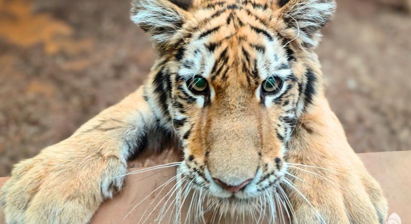 Könnyes búcsú az állatkert hősétől: Pablo, a kistigris elhagyja Budapestet