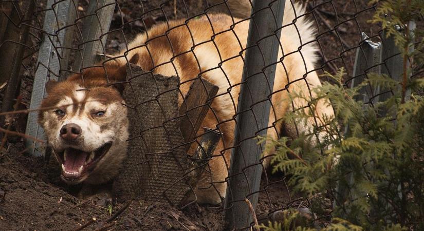 Kutyái átásták a kerítést, majd rátámadtak a szomszéd nőre – vádat emeltek a gazda ellen